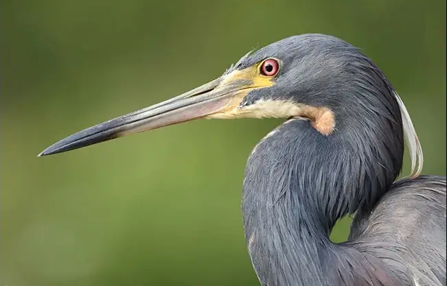 دوربین Canon EOS R7