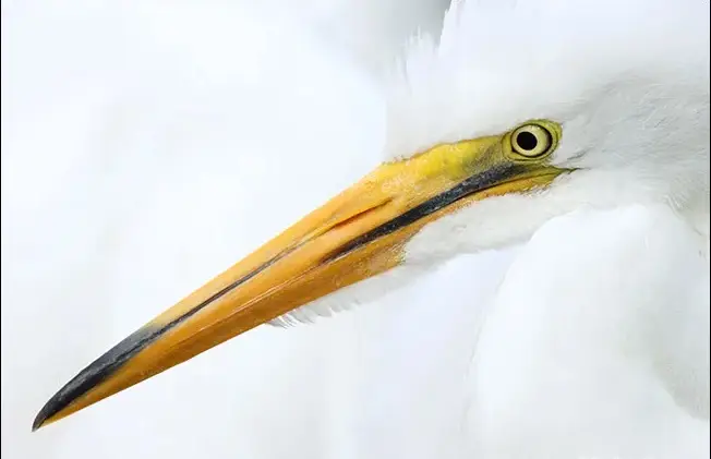 دوربین Canon EOS R7